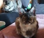 Maine Coon (Majska mývalí)